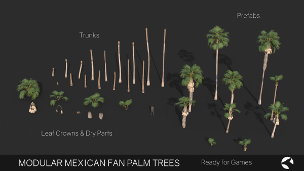 Modular Mexican Fan Palm Tree - Washingtonia Robusta