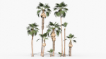 Modular Mexican Fan Palm Tree - Washingtonia Robusta