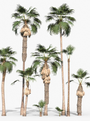 Modular Mexican Fan Palm Tree - Washingtonia Robusta