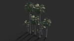 Modular Mexican Fan Palm Tree - Washingtonia Robusta
