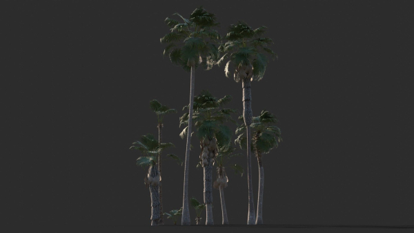 Modular Mexican Fan Palm Tree - Washingtonia Robusta