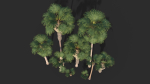 Modular Mexican Fan Palm Tree - Washingtonia Robusta