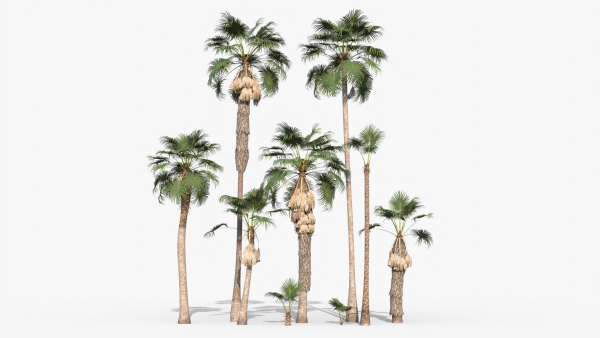 Modular Mexican Fan Palm Tree - Washingtonia Robusta