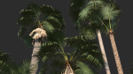 Modular Mexican Fan Palm Tree - Washingtonia Robusta