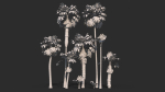 Modular Mexican Fan Palm Tree - Washingtonia Robusta