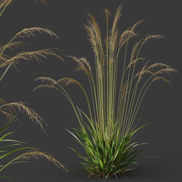 Molinia Caerulea Heidebraut Kleines Pfeifengras 02