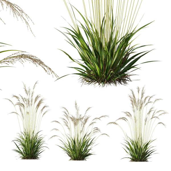 Molinia Caerulea Heidebraut Kleines Pfeifengras 02
