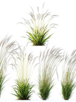 Molinia Caerulea Heidebraut Kleines Pfeifengras 02