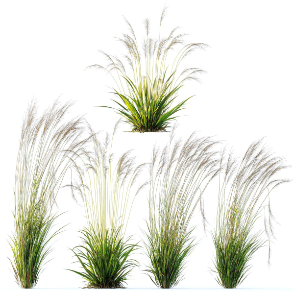 Molinia Caerulea Heidebraut Kleines Pfeifengras 02
