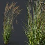 Molinia Caerulea Heidebraut Kleines Pfeifengras 02