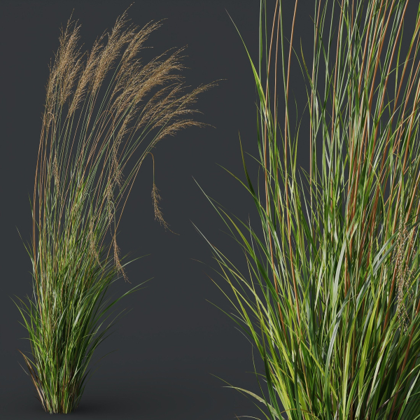 Molinia Caerulea Heidebraut Kleines Pfeifengras 02