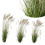 Molinia Caerulea Heidebraut Kleines Pfeifengras 02