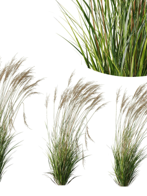 molinia-caerulea-heidebraut-kleines-pfeifengras-02-3d-model-a28dc23c3d