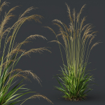 Molinia Caerulea Heidebraut Kleines Pfeifengras 02