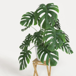 Monstera plant