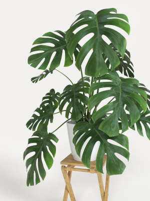 monstera-3d-model-14ce7d9485
