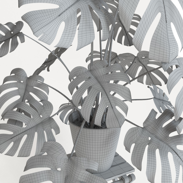 Monstera plant
