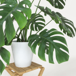 Monstera plant