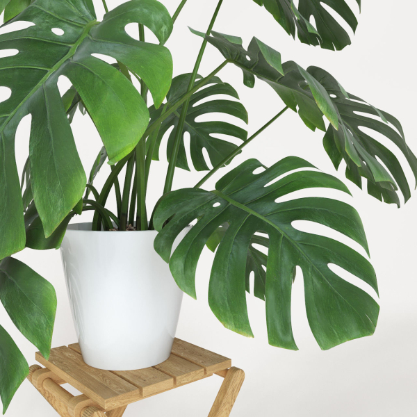 Monstera plant
