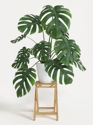 Monstera plant