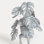 Monstera plant
