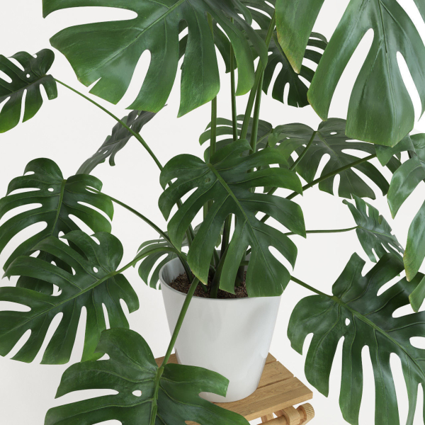 Monstera plant