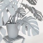 Monstera plant