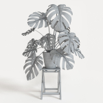 Monstera plant