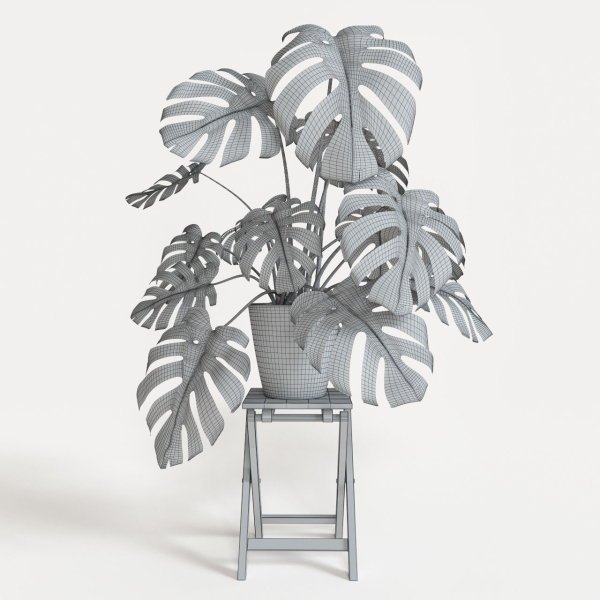 Monstera plant