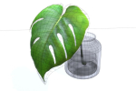 Monstera B03