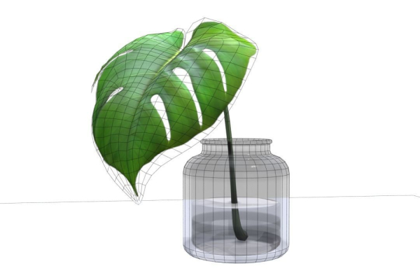 Monstera B03