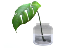 Monstera B03