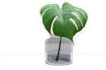 Monstera B03