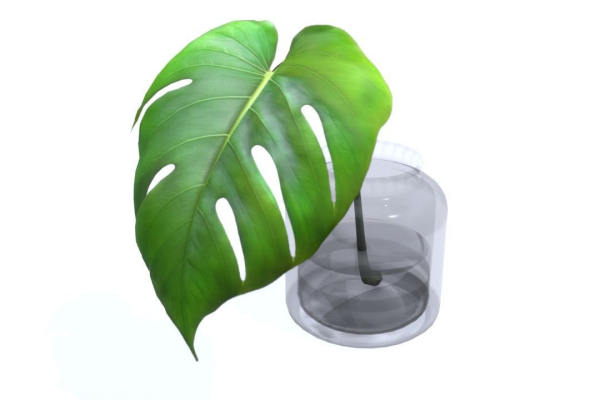 Monstera B03