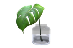 Monstera B03