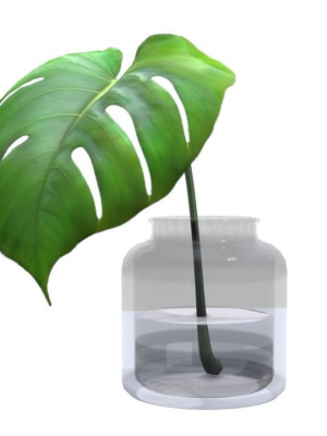 Monstera B03