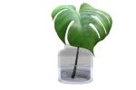Monstera B03