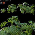 Monstera deliciosa 01