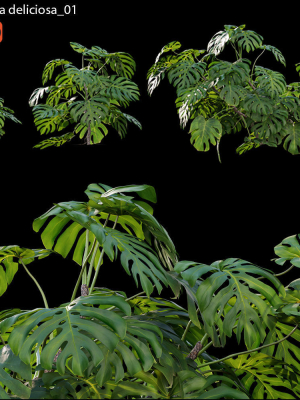 Monstera deliciosa 01