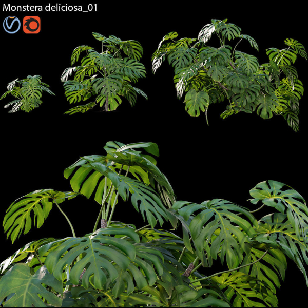 Monstera deliciosa 01