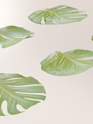 monstera-deliciosa-leaves-textures-and-model-3d-model-max-obj-fbx