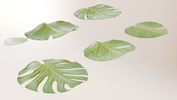 Monstera deliciosa leaves textures and model