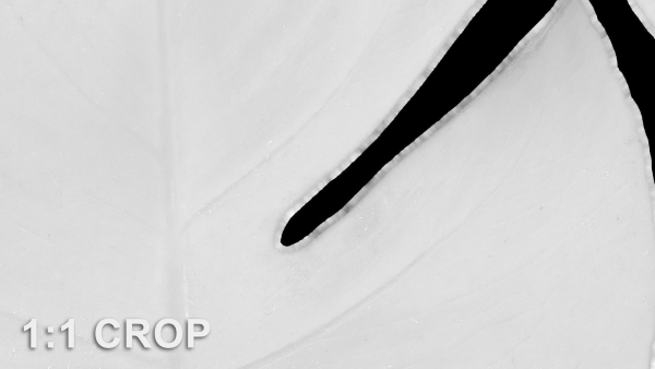 Monstera deliciosa leaves textures and model