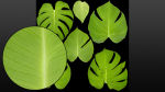 Monstera deliciosa leaves textures and model