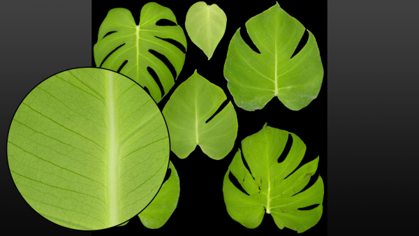 Monstera deliciosa leaves textures and model