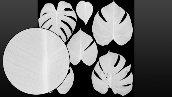 Monstera deliciosa leaves textures and model