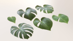 Monstera deliciosa leaves textures and model