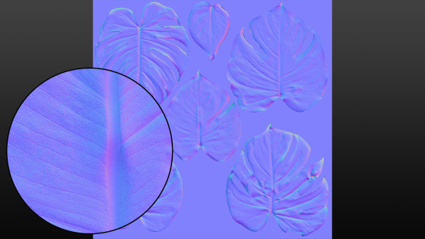 Monstera deliciosa leaves textures and model
