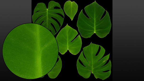 Monstera deliciosa leaves textures and model