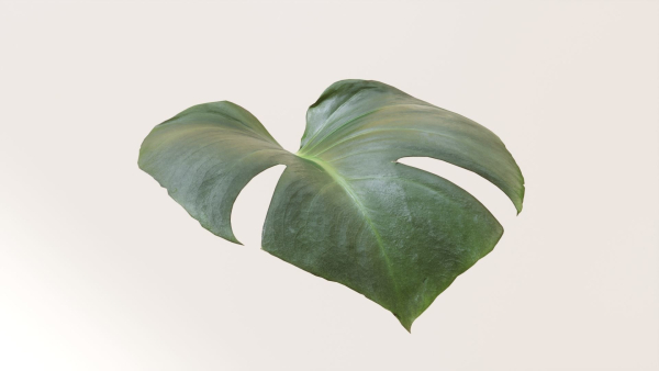 Monstera deliciosa leaves textures and model